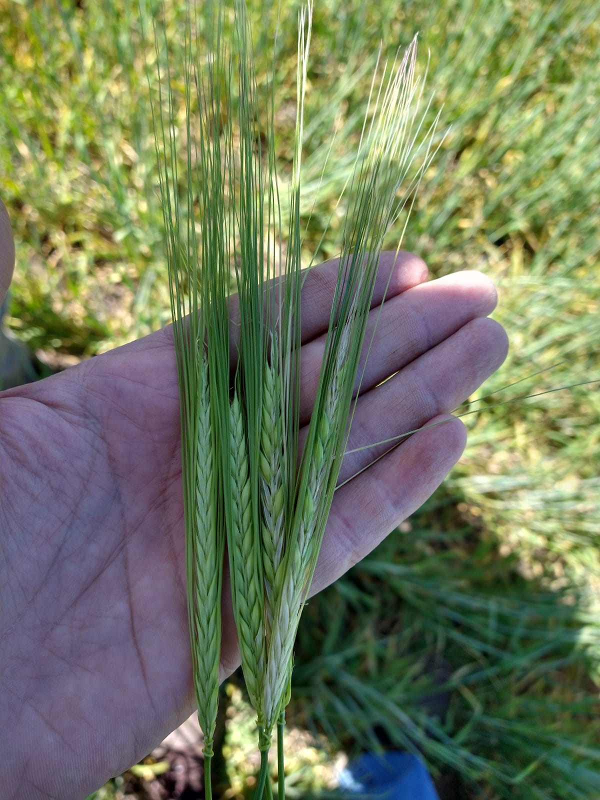 Asesoramiento en campos de cultivo