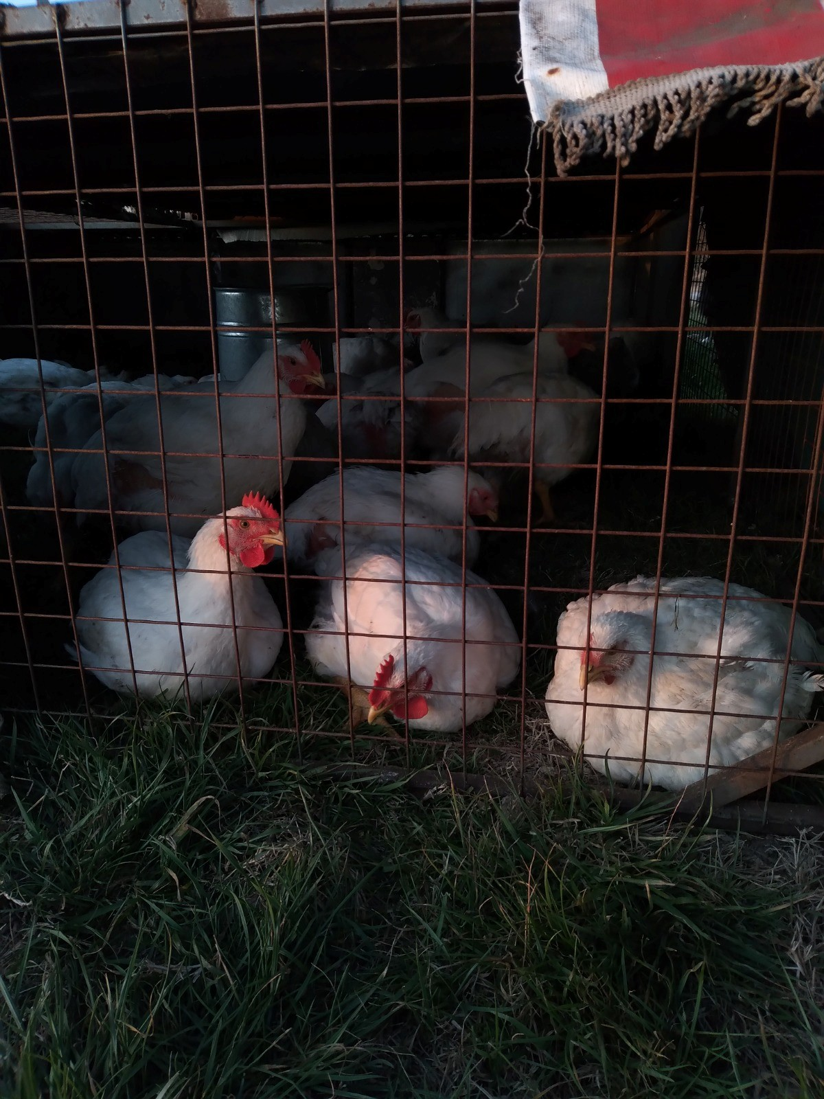 Asesoramiento en campos de cultivo