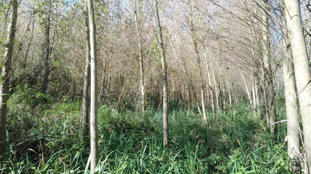 Consultoría forestal en bosque nativo