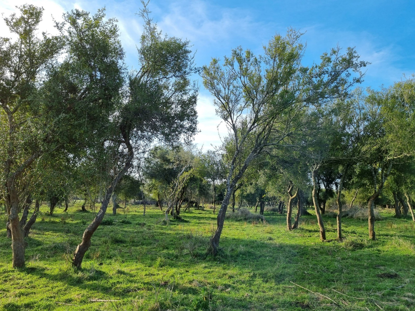 Consultoría forestal en bosque nativo