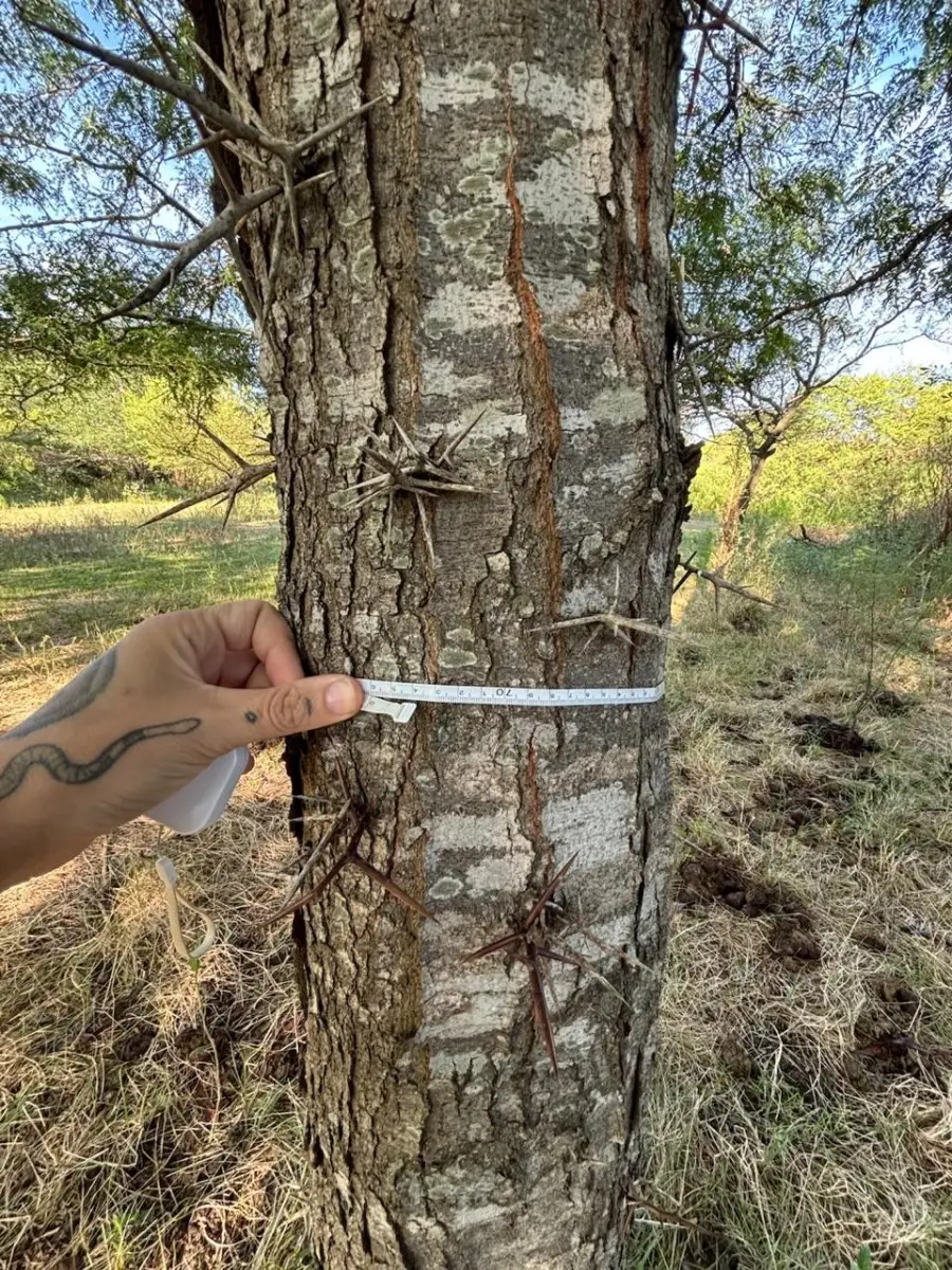 Consultoría forestal en bosque nativo